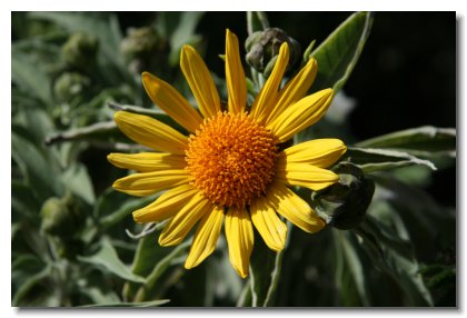 Tucson (27)  Mexican Sunflower